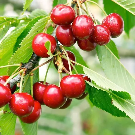 Le Acacie Couette-café